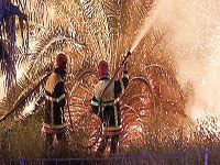 Tamanrasset                                    200 palmiers dattiers ravagés par les feux à In Mguel