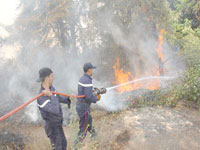 20 000 ha de forêts ravages                                    «Il n'y a pas encore le feu...' !»
