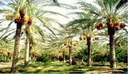 Sud du pays / Ils s'attaquent aux palmiers