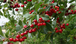 Tizi Ouzou /Sa production en hausse