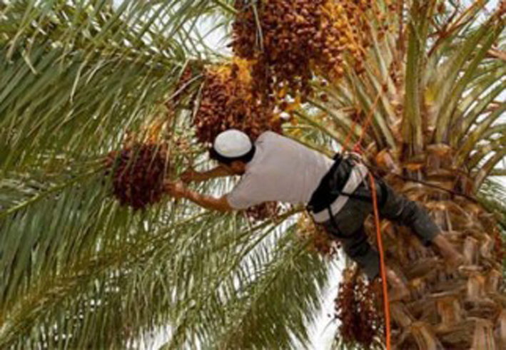 Lutte contre le Boufaroua et le Myelois