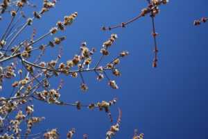 Tafsut (le printemps) saison de la renaissance