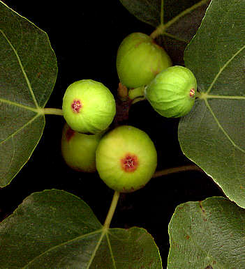 Lakhrif, un don de la providence