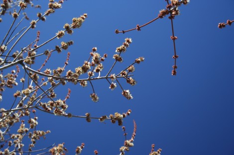 Tafsut (le printemps) saison de la renaissance