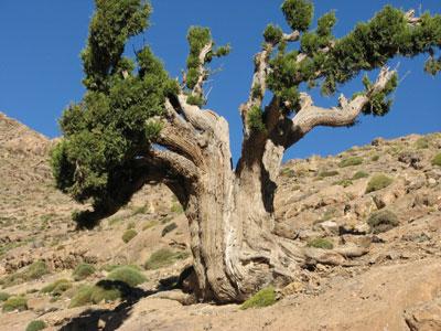 Le genévrier thurifère menacé dans les Aurès                                    Espèce rare de la famille des Cupressacées