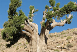 Une espèce rare menacée de disparition                                    Batna, genévrier thurifère ou genevrier à encens