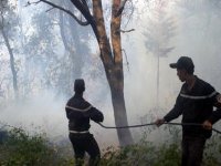 Tizi-Ouzou : le couvert végétal de la wilaya a subi une perte de 850 hectares en cinq jours