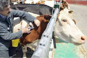 إصابة 50 بقرة بالحمى المالطية واكتشاف بؤرتين بتيارت