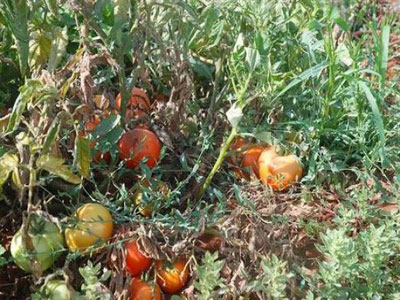 Face au problème du déficit en eau d'irrigation : Les producteurs de tomate réclament l'intervention des autorités