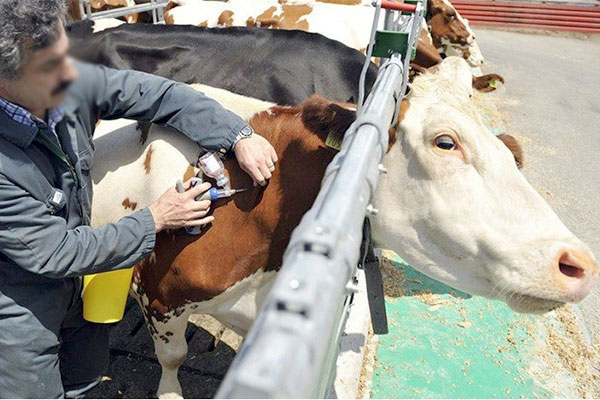 إصابة 50 بقرة بالحمى المالطية واكتشاف بؤرتين بتيارت