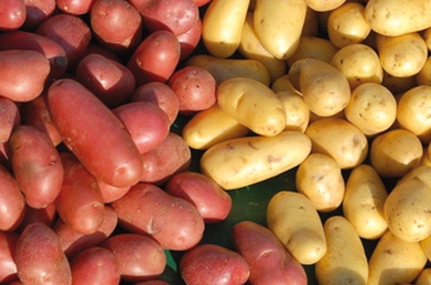 La prévention contre le mildiou en débat