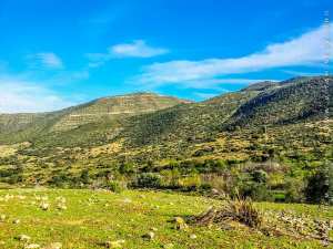 TLEMCEN : contribution à l'étude des trichoptéres au niveau d'oued chouly(nord-ouest ALGERIE)