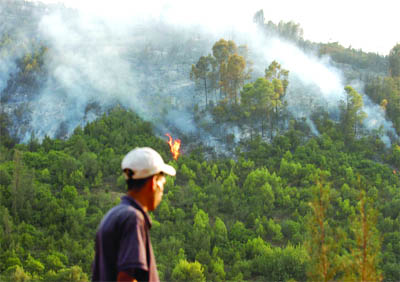 Le couvert végétal de la wilaya a subi une perte de 850 hectares en cinq jours