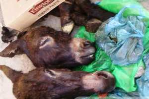 العثور على رؤوس حمير بتيزي وزو