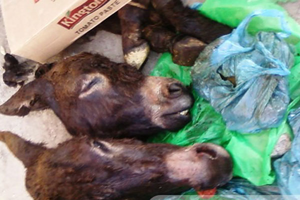 العثور على رؤوس حمير بتيزي وزو