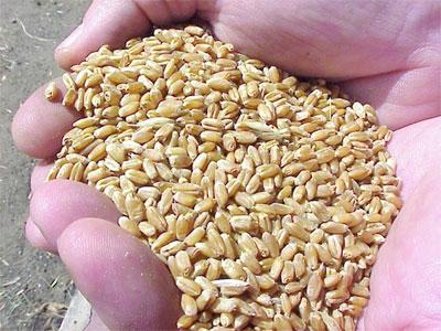 La chute de la facture alimentaire a fait baisser les importations algériennes                                    Elle a atteint 13,55% en juillet 2012