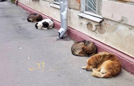 Lutte contre la rage : 1 800 chiens errant capturés en huit mois                                    Oran : les autres articles