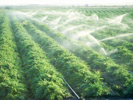 Il y a suffisamment d'eau pour l'agriculture                                    Chlef : les autres articles