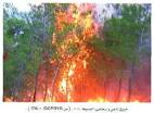 النيران تأتي على 1200 هكتار من الأحراش ببلعباس