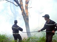 Des centaines d'hectares détruits                                    Feux de forêt