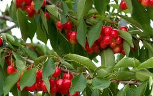 TLEMCEN : Cerise, pêche et abricot à gogo