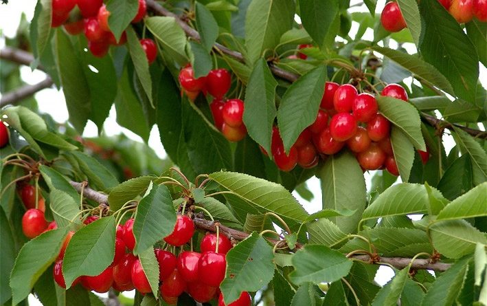 TLEMCEN : Cerise, pêche et abricot à gogo