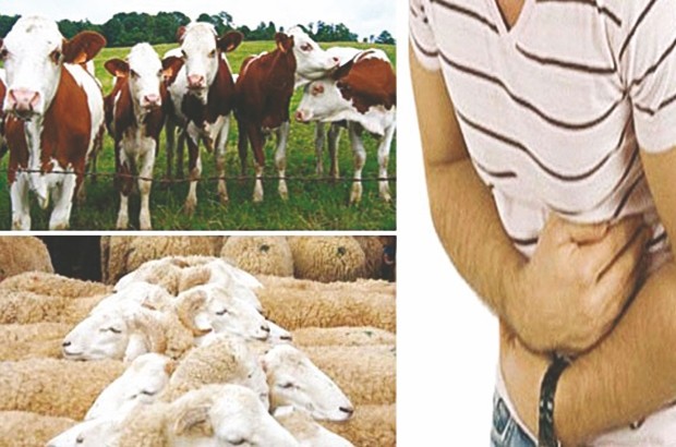 60 foyers de brucellose détectés