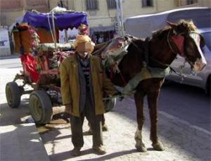 ناقلات “الكريولة تستهوي الجنوبيين                                    تُستخدم بكثرة في ورڤلة، بشار وأدرار