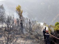 Feux de forêt à l'Est du pays                                    69 familles évacuées à El-Tarf et d'importants dégâts enregistrés à Skikda