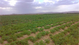 Bou-Saâda : El-Maâder, la «Mitidja» des Hauts-Plateaux