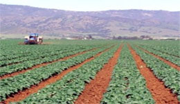 Ath Yenni : Les Croates intéressés par l'agriculture