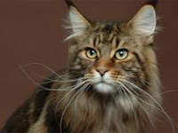 قطط نادرة عايشت ملوك الفرس وكلاب إنجليزية يصل ثمنها إلى خمسة آلاف أورو!