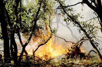 36.000 oliviers et 40.000 arbres fruitiers calcinés                                    FEUX DE FORÊTS À TIZI OUZOU