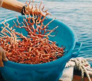 حجز 18 كلغ من المرجان الخام في الطارف