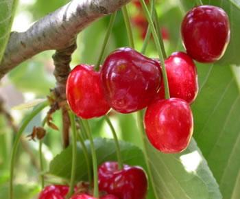 La fête de la cerise aura lieu les 15 et 16 juin