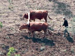 Béjaïa -  L’agriculture familiale garante de la sécurité alimentaire