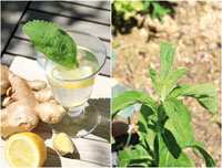 Mezguène (Tizi Ouzou)                                    La plante médicinale à l'honneur