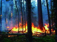 Qui est responsable et pourquoi cette catastrophe '                                    21.000 hectares de forêt partis en fumée depuis 2 mois