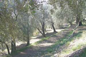 Des citoyens s'opposent à l'arrachage d'arbres