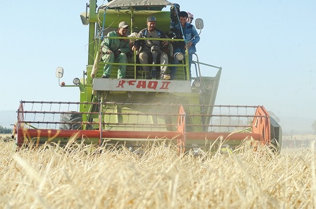 Une bonne récolte céréalière en perspective
