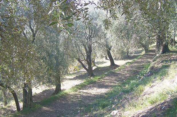 Des citoyens s'opposent à l'arrachage d'arbres