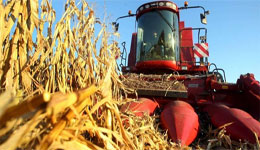 Adrar : La culture du maïs, plus qu'une option