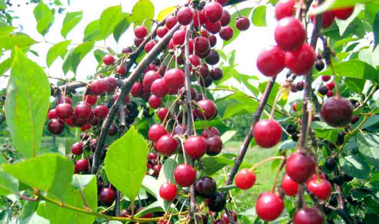 على هامش اختتام الطبعة السادسة لمهرجان الكرز بتلمسان  الفلاحون يطالبون باستغلال الغابات للرفع من إنتاج الفاكهة