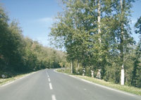 Forêt                                    «Il y a une destruction préméditée»