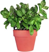 Le pot de basilic, parfum de souvenirs