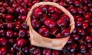 العاصميون يحجون إلى تيزي وزو لاقتناء الكرز