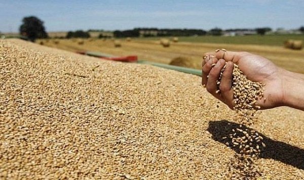 اشتراط بطاقة فلاح لدفع المحاصيل الزراعية بتيارت