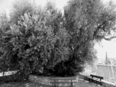 Quand l'olivier de Saint Augustin faisait office de site touristique