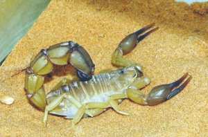 Le scorpion fait une victime à Hassi Delaâ