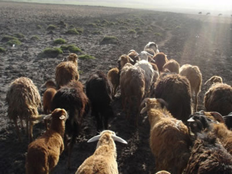 شبكة دولية بالوادي لتهريب الماشية الجزائرية نحو ليبيا